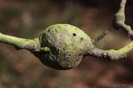 Callirhytis quercussuttoni