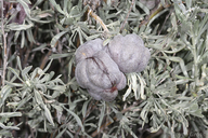 Rhopalomyia pomum