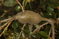 Protobalandricus spectabilis