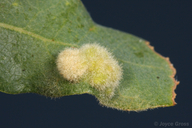 Aceria trichophila