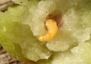 Asphondylia garryae