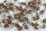 Drosophila suzukii