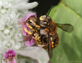Anthidium manicatum