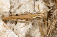 Encoptolophus pallidus