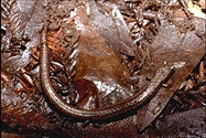 Batrachoseps attenuatus