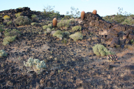 Cinder Cone Lava Beds near Kelbaker Road, Mojave National Preserve, California