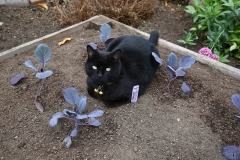 101_blackie_20171125_07