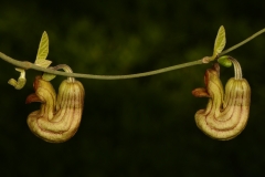 060_429_Warwick_Ave_20180221_02