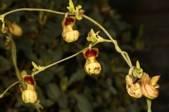 061_429_Warwick_Ave_20180221_01