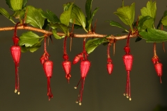 067_429_Warwick_Ave_20180221_17