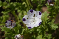 115_429_Warwick_Ave_20170312_03