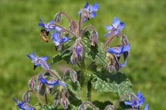 145_429_Warwick_Ave_20170312_17