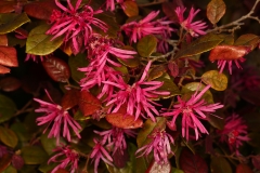 170_429_Warwick_Ave_20170312_29