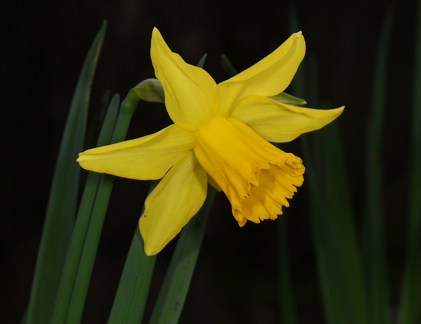 daffodil_20160130_01