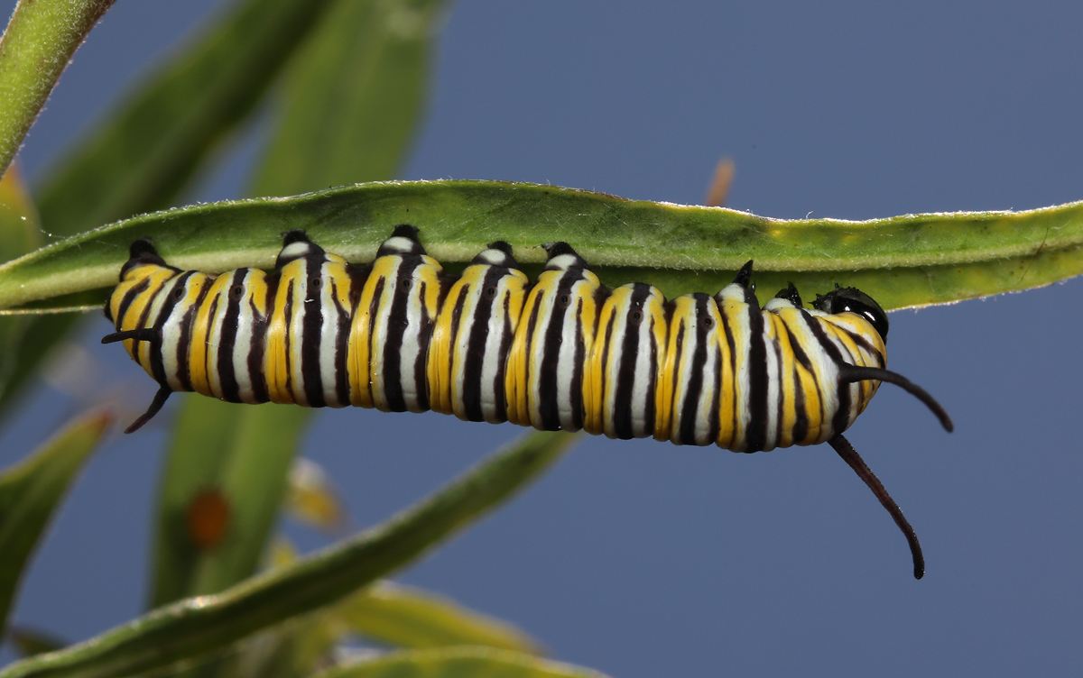 Monarch caterpillar. (2022)