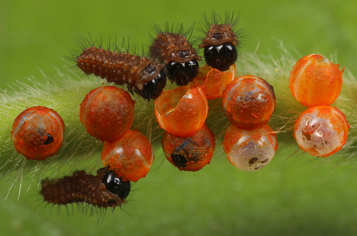 Pipevine swallowtail caterpillars just hatched. (2022)