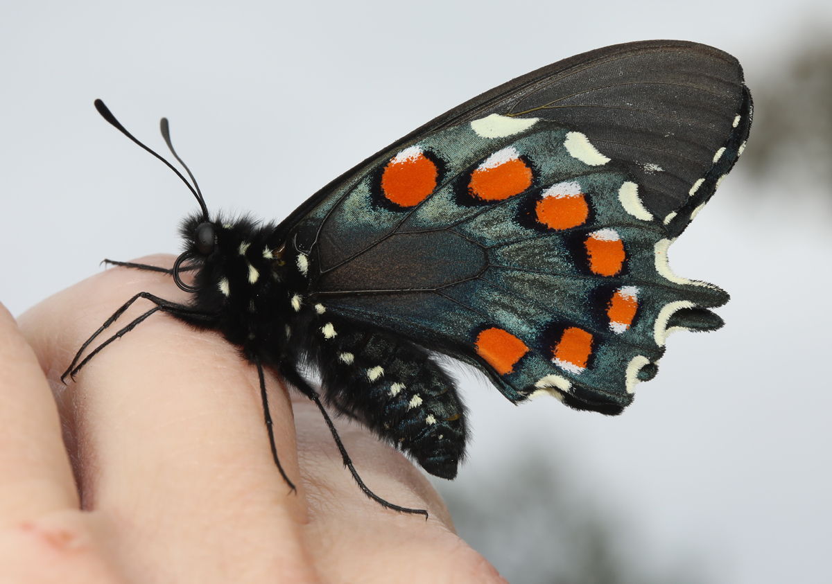 Pipevine swallowtail butterfly, adult, 2023.