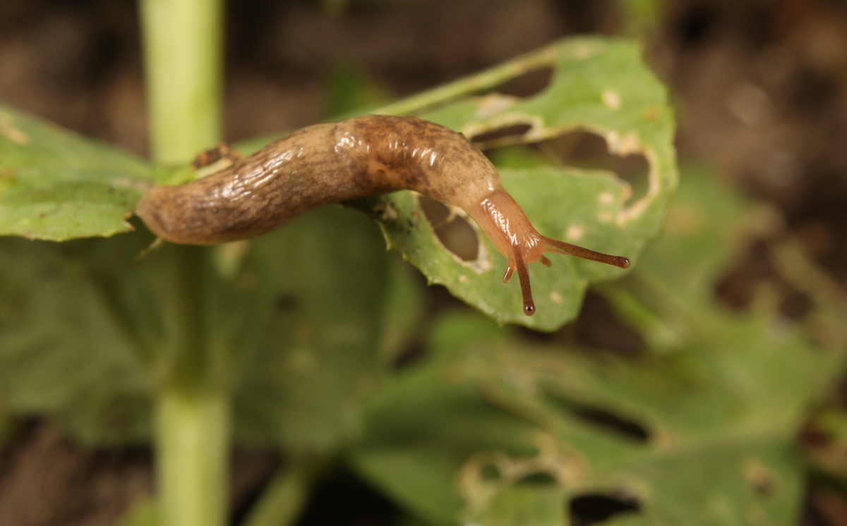 Slug eating a pea plant.