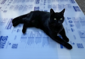 greenhouse roof replacement and cat