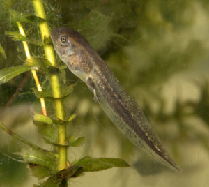 Tadpole
