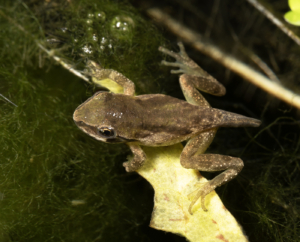 Pacific Chorus Frog (Pseudacris regilla