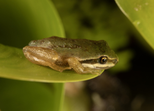 Pacific Chorus Frog (Pseudacris regilla