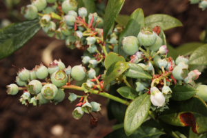 Unripe blueberries on one of my new blueberry bushes.