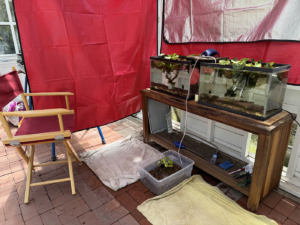 frog rearing in greenhouse