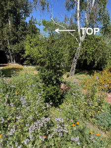 coast live oak, Quercus agrifolia