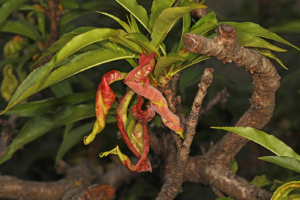 peach leaf curl Taphrina deformans